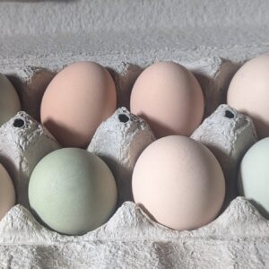 Chicken Eggs
