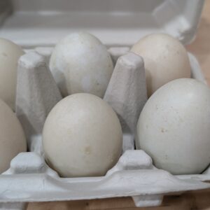 Duck Eggs