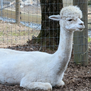 Future Alpaca Crias (By Inquiry Only)