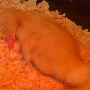 Chicks, Ducklings, and Goslings