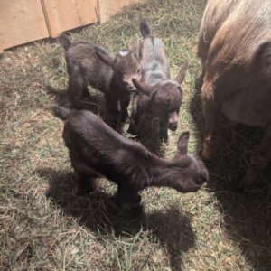 Goat Kids (Nigerian Dwarfs)
